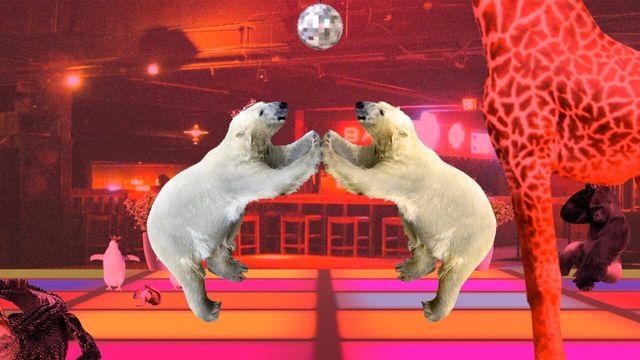 Disco Bear Screenshot