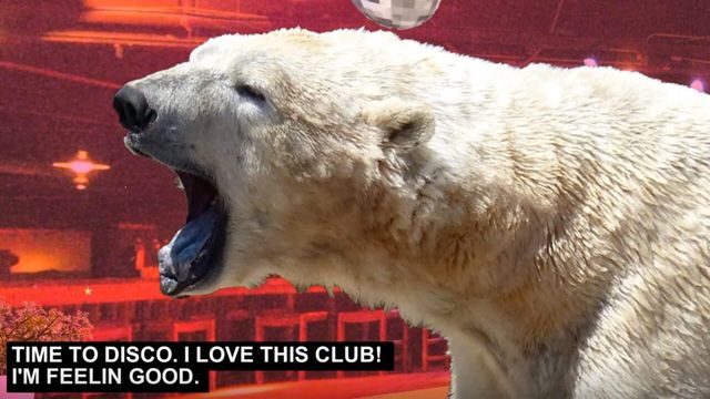Disco Bear Screenshot